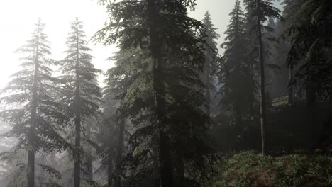 Calm-moody-forest-in-misty-fog-in-the-morning